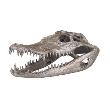 Zubehör Crocodile Skull In Silver Leaf