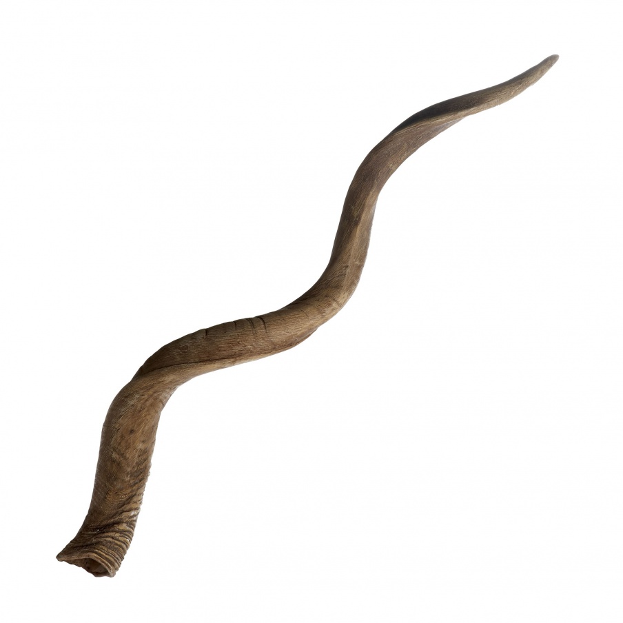 Zubehör Blonde Curved Kudu Horn Dimond Home