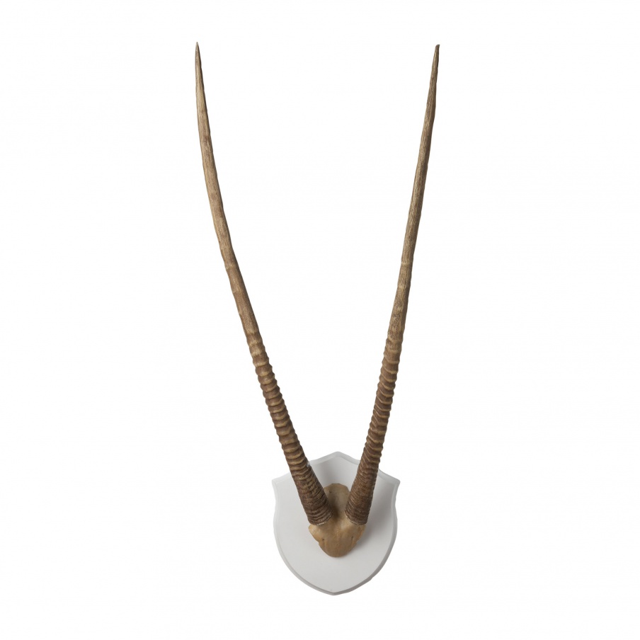 Wand-Dekor Wall Mounted Resin Gazelle Horns Ecru Plaque Dimond Home