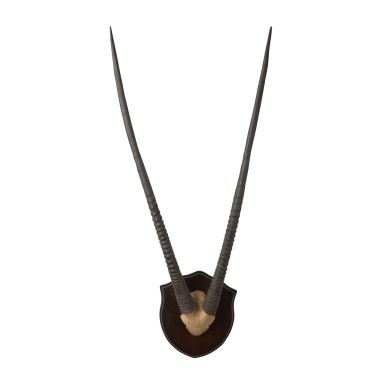 Wand-Dekor Wall Mounted Resin Gazelle Horns Dark Plaque
