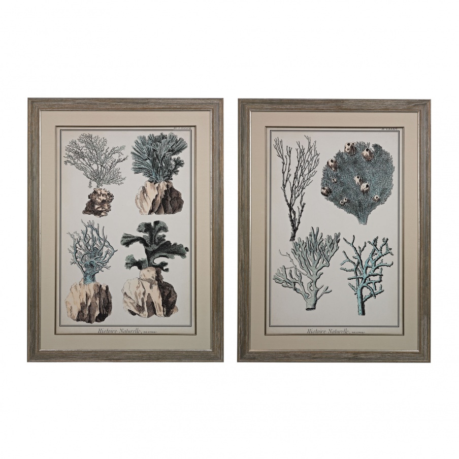 Das Bild Übergrosse Coral Species I, II - Fine Art Giclee Under Glass Dimond Home