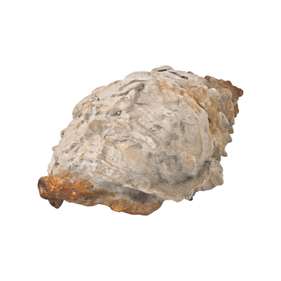 Zubehör Grand Turk Conch Shell Guild Master