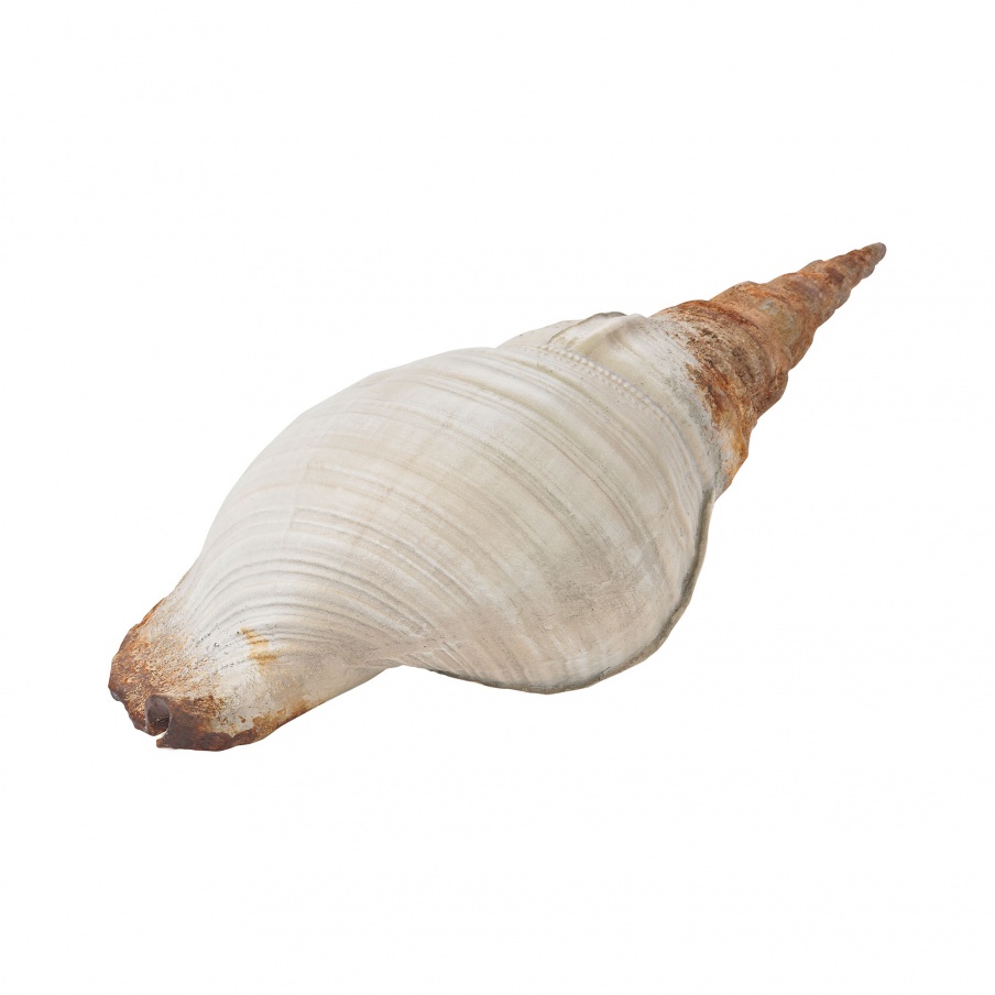 Zubehör Grand Turk Cone Shell Guild Master