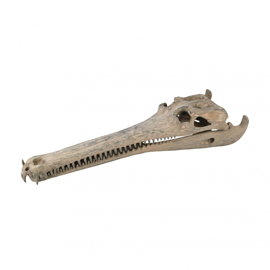 Zubehör Kreide Extinct Gharial Skull Guild Master