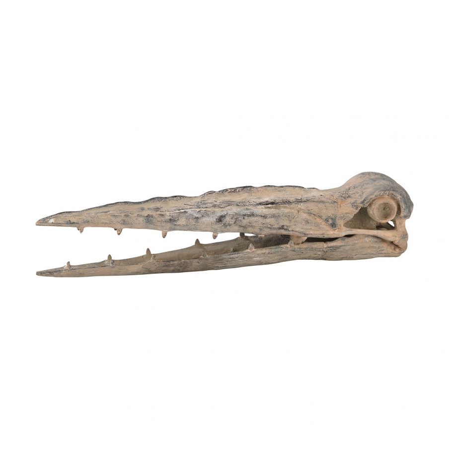 Zubehör Kreide Extinct Crocodile Skull Guild Master