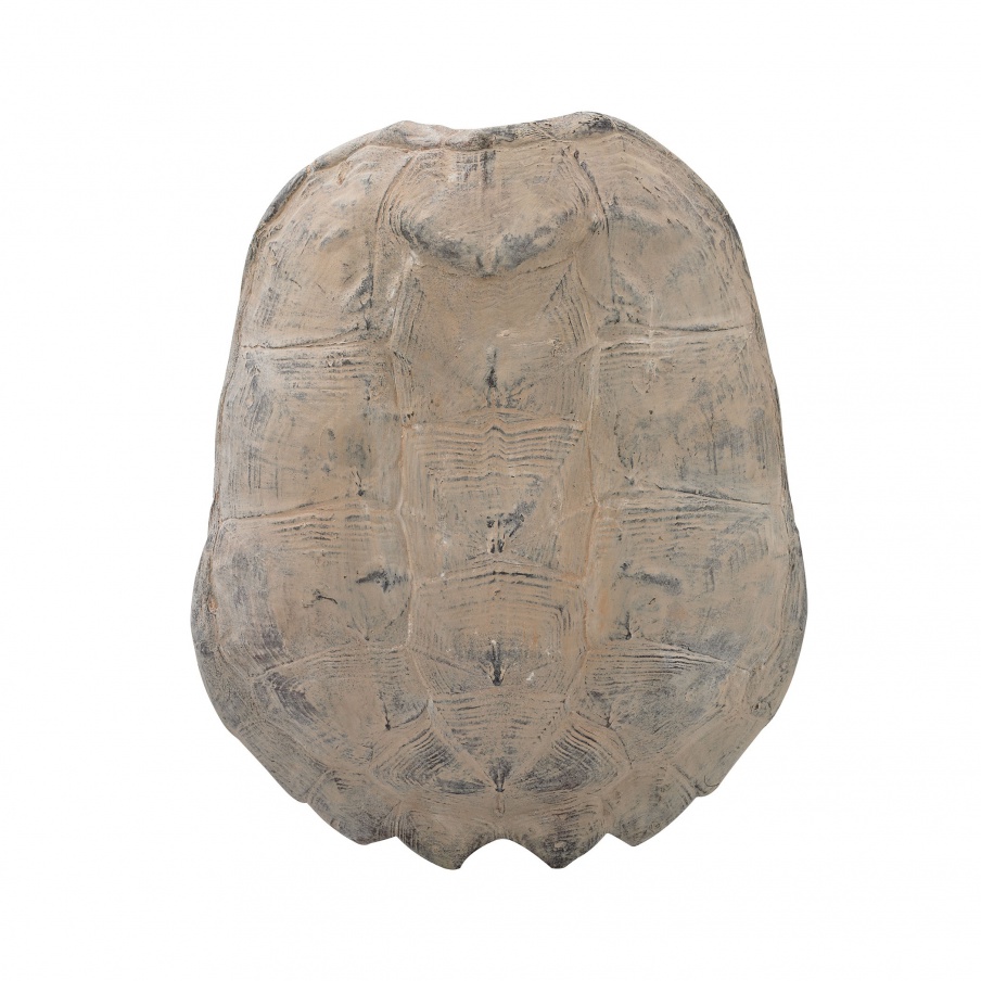 Wand-Dekor Kreide Stachelige Turtle Shell Guild Master