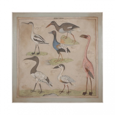 Bild Sumpf Voegel