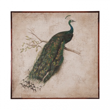 Bild Peacock