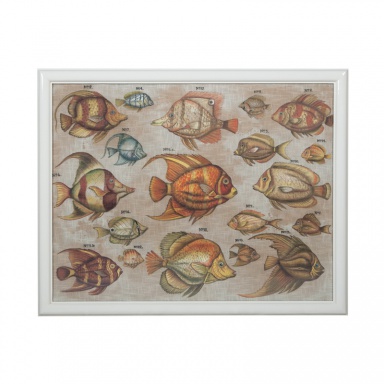 Bild Tropical Fish Study