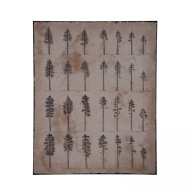 Bild Conifer Study