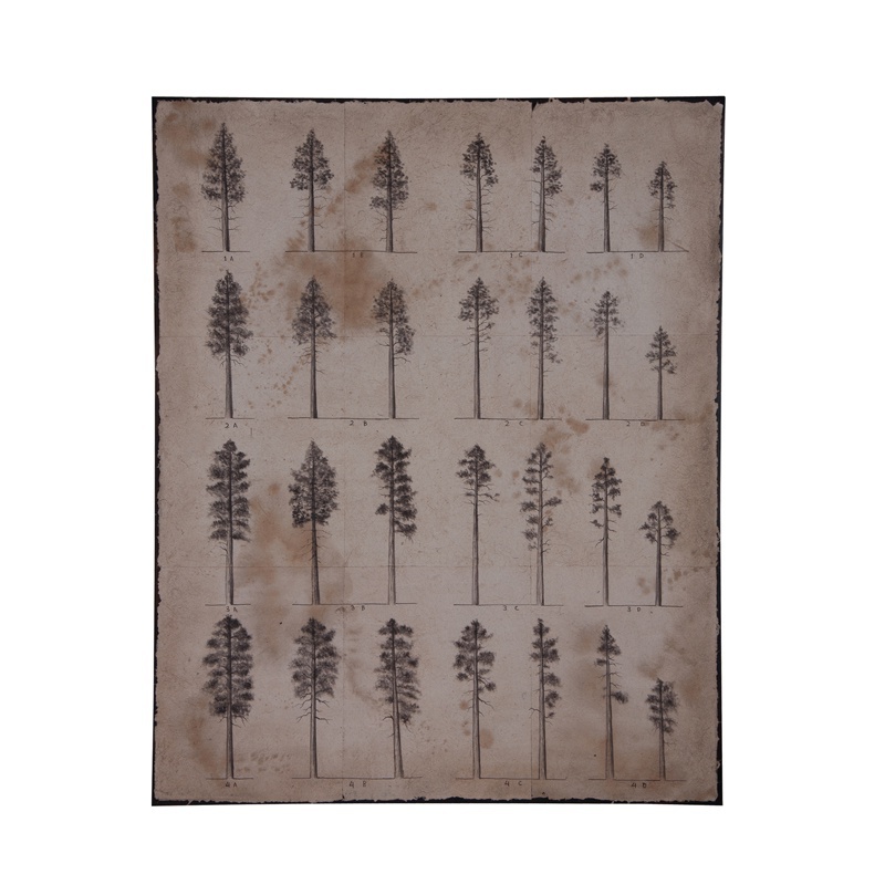 Bild Conifer Study Guild Master