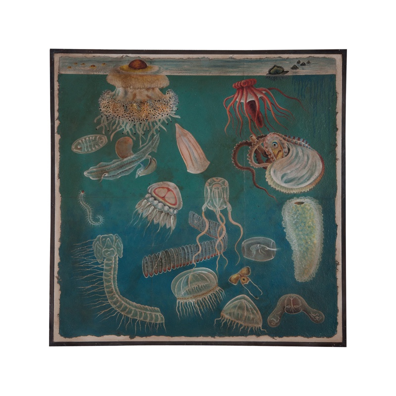 Bild Von Underwater Sea Life Guild Master