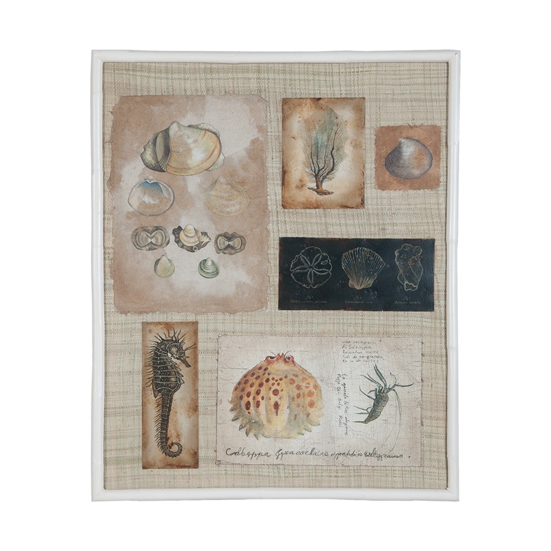Bild Sea Shells Sea Horse And Guild Master