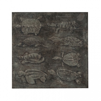 Bild Turtles
