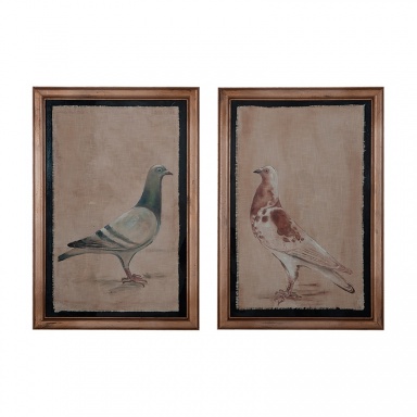 Bild Von Rock Doves