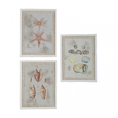 Muster Rattan Framed Starfish & Shells